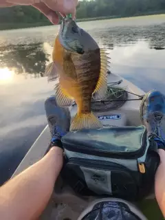 Blue gill