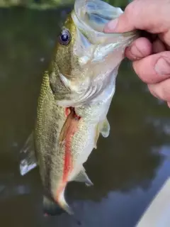 Bass