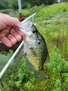 Crappie