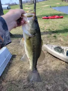 Bass