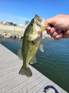 Largemouth bass