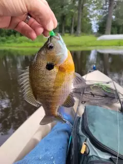 Bluegill