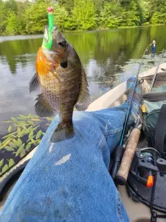 Bluegill