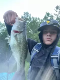 Largemouth bass