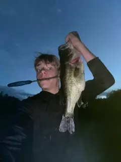 Largemouth bass