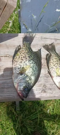 Crappie