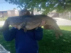 Catfish