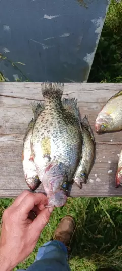 Crappie