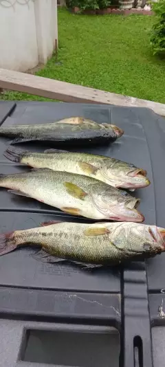 Lmb