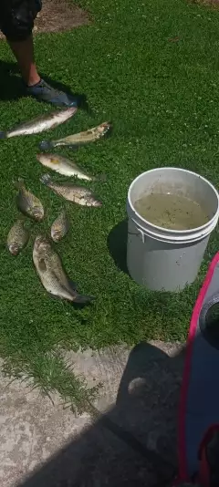 Lmb and crappie