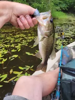 Large mouth bass