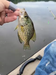 Crappie