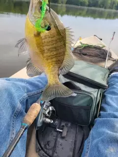 Bluegill