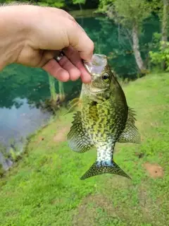 Crappie