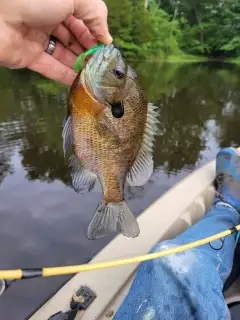 Bluegill