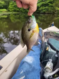 Bluegill