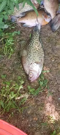 Crappie and bluegill