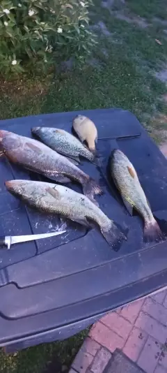 Lmb, crappie and bluegill