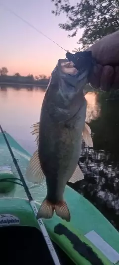 Lmb