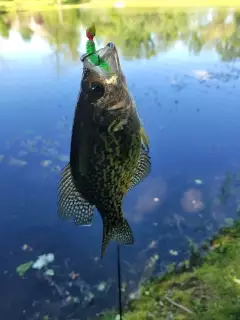 Crappie