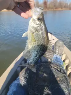 Crappie