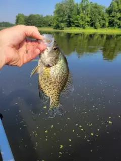 Crappie