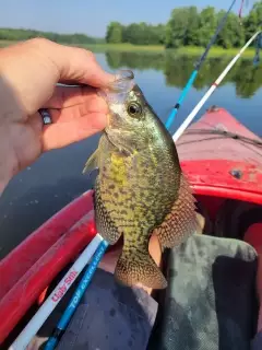 Crappie