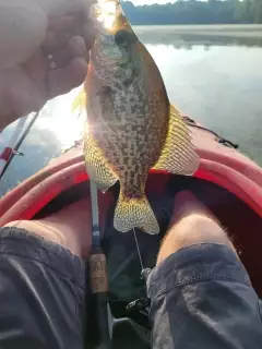 Crappie