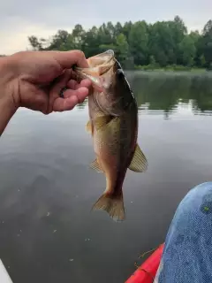 Bass