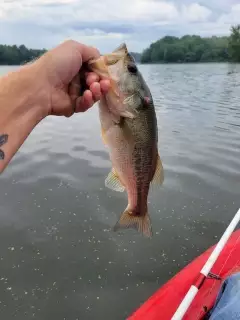 Bass