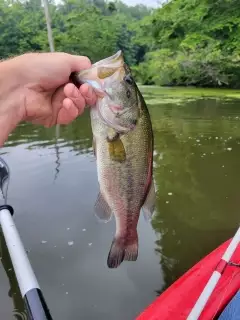 Bass