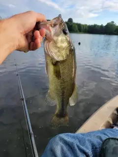 Bass