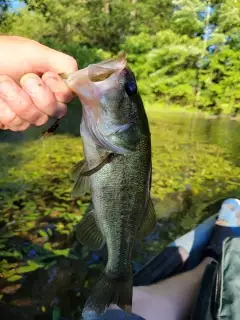 Bass