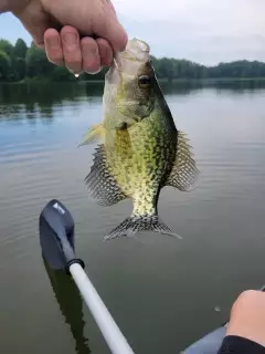 Crappie