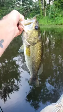 Bass