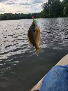 Bluegill