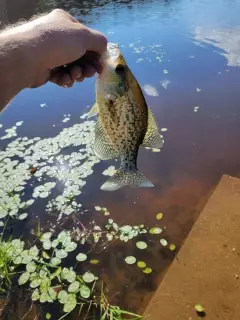 Crappie