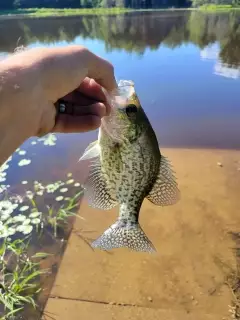 Crappie