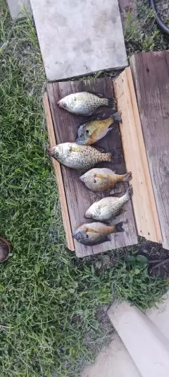 Crappie and bluegill