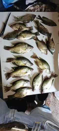 Crappie