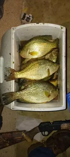 Crappie