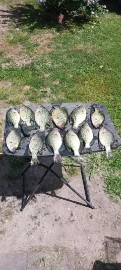 Crappie