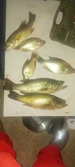 Lmb and crappie