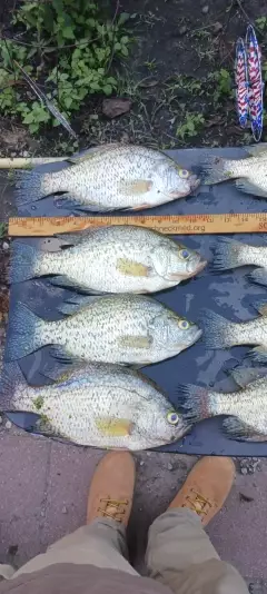 Crappie