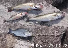 3 pickerel and a silver bass