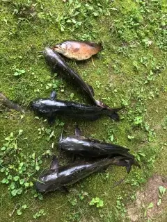 4 catfish 20 to 24” and a 14” smallmouth