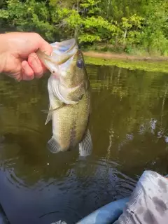 Bass