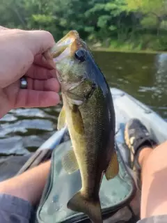 Bass