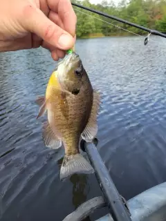 Bluegill