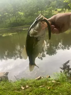 Large mouth